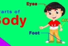 Photo of Learn parts of the body And Vocabulary words For Kids