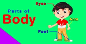 Photo of Learn parts of the body And Vocabulary words For Kids