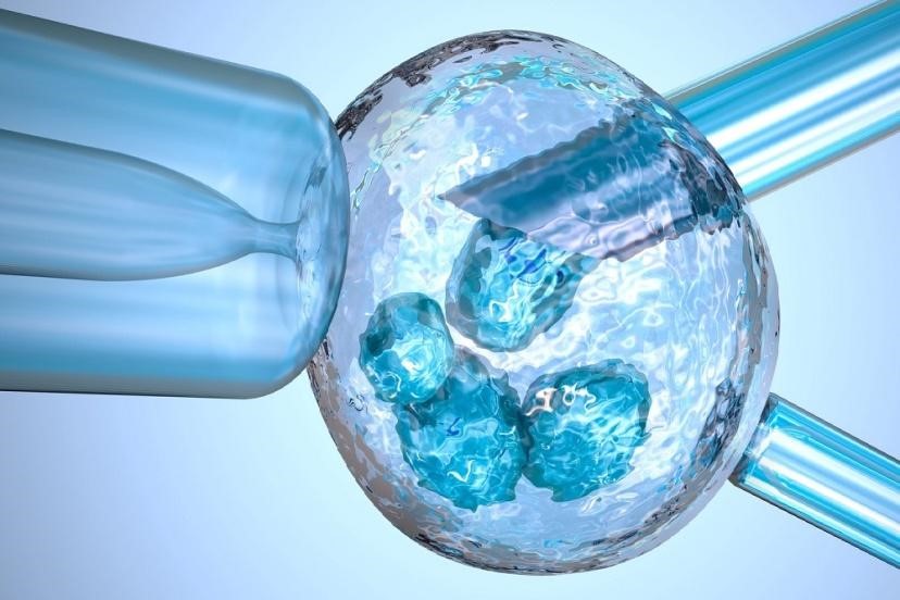 cryopreservation of embryo 