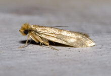 Photo of What Causes Carpet Moths?