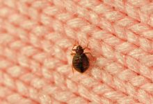 Photo of 5 Effective bed bugs treatment