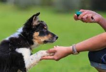 Photo of Benefits of Dog Training