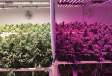 Photo of Make the Most of Your LED’s – 5 Tips For LED Grow Lights For Autoflowering