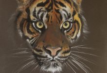 Photo of Tiger Portrait drawing shouldn’t be hard read those step to draw