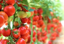 Photo of Tomato Farming Business with High Yield – Complete Guide