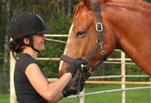 Photo of What is a horse bit used for?