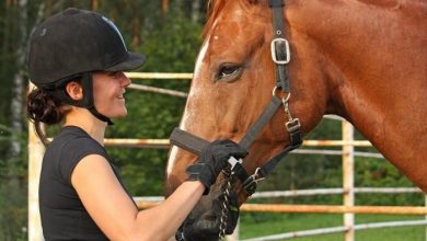 Photo of What is a horse bit used for?
