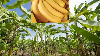 Photo of Cultivation of Bananas –  Core Fruit Cultivation Guide