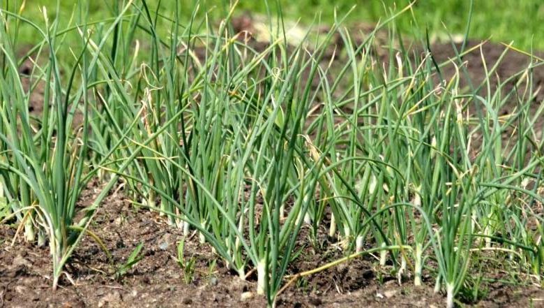 Photo of Garlic Farming – Guidelines For Soil And Various Core Part