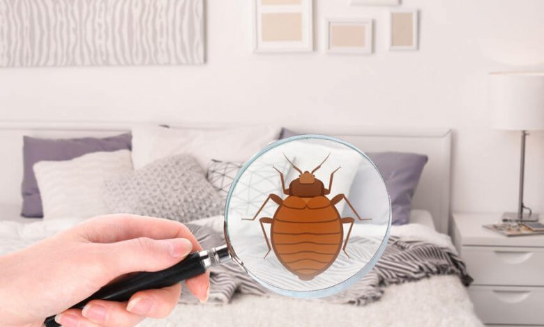 Get Rid of Bed bugs