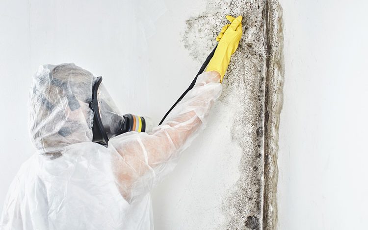 Photo of Mold Testing – Symptoms, Problems & Prevention