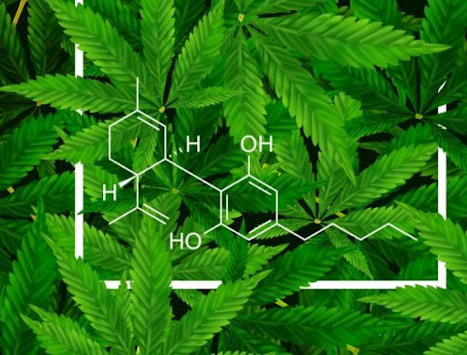 CBD Cannabidiol