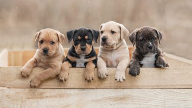 Photo of Why Hiring Puppy Care Services for Newborn Puppies?