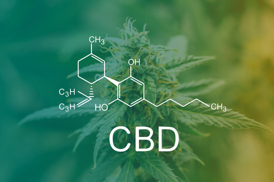 Photo of How successfully selling CBD Online is? A 2021 Seller’s Guide