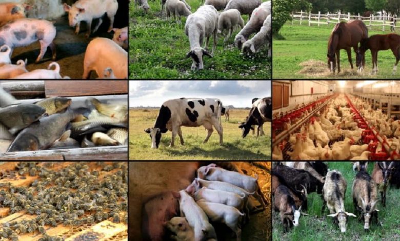 Top 10 Small Scale Livestock Agriculture In India