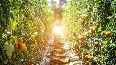 Photo of 10 Garden Plant Care and Maintenance Tips for a High Yield