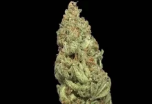 Photo of Where To Buy Lemon Haze Strain Online