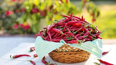Photo of Most Important Guidelines About Chilli Cultivation in India