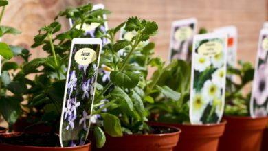 Photo of Gardening And Cultivating: 4 Effective Ways on How to Sell Your Plants Online
