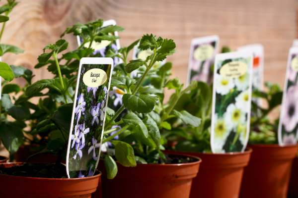 Photo of Gardening And Cultivating: 4 Effective Ways on How to Sell Your Plants Online