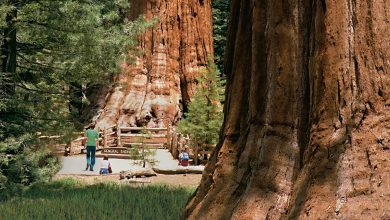 Photo of Sights of the Sequoia National Park