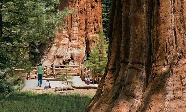 Photo of Sights of the Sequoia National Park