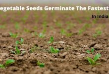 Photo of Which vegetable seeds germinate the fastest in India, mostly in a few weeks?