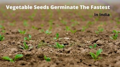 Photo of Which vegetable seeds germinate the fastest in India, mostly in a few weeks?