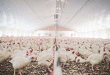 Photo of Poultry Processing – All You Need To Know