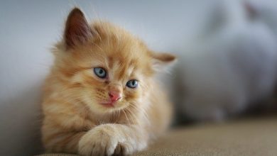 Photo of 7 Best Tips to Maintain a Stress-Free Environment for Your Cat