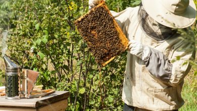 Photo of Which Beehives You Need to Choose? 8-Frame vs 10-Frame Beehive
