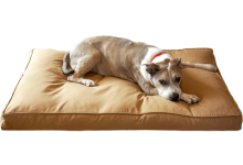 Photo of Everything Pet Parents Need To Know About Large Dog Bed!