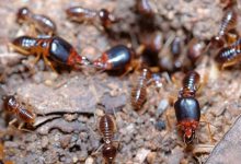 Photo of Why Do Termites Choose Your Home?