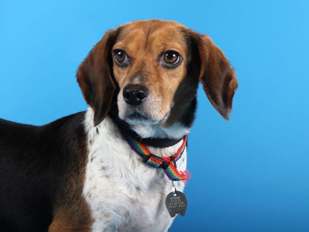 beagle coonhound mix