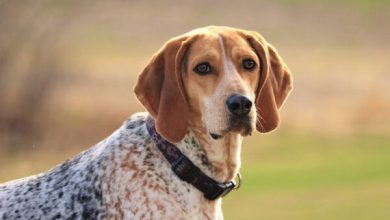 Photo of everything you need to know about beagle coonhound mix