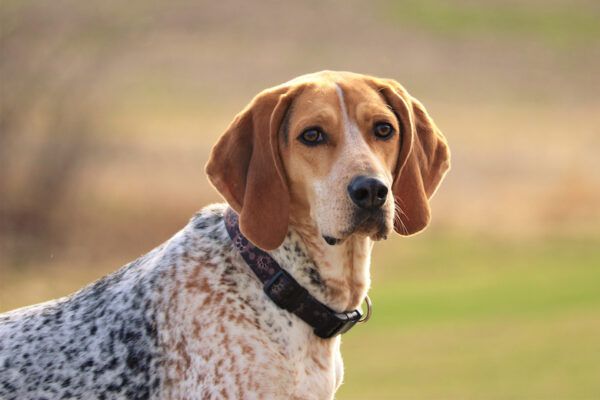 Photo of everything you need to know about beagle coonhound mix