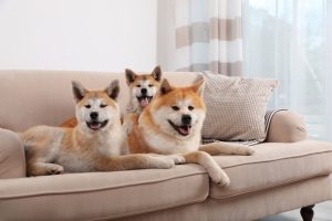 How Upholstery Cleaning Sydney is Essential For Pet Member House - 1