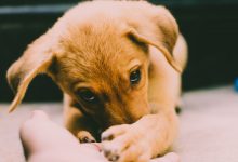 Photo of 5 Tips to Help Your Pup if They’re In Pain