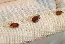 Photo of Here’s Why You Need Professionals To Eradicate Bed Bugs
