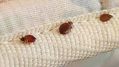 Photo of Here’s Why You Need Professionals To Eradicate Bed Bugs