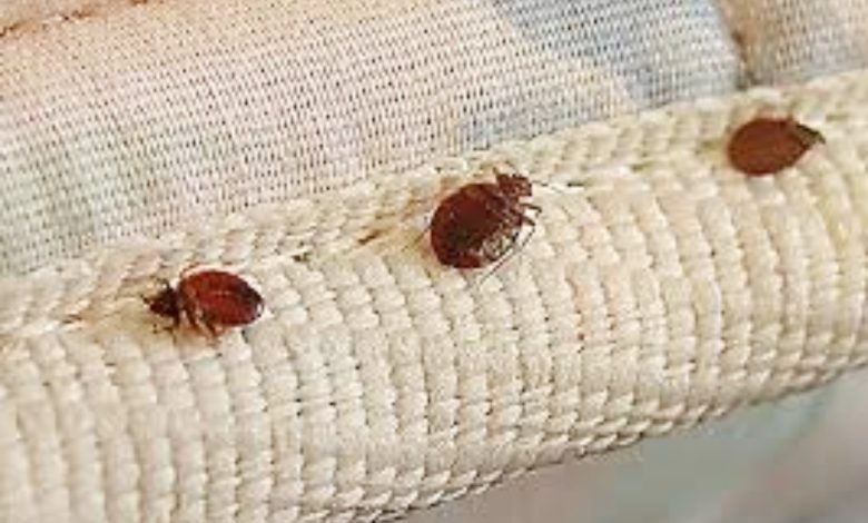 Photo of Here’s Why You Need Professionals To Eradicate Bed Bugs