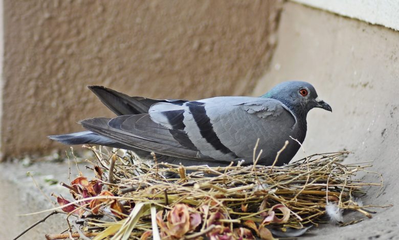 Photo of Everything you need to be aware of Birds Nesting Pest Control in Melbourne