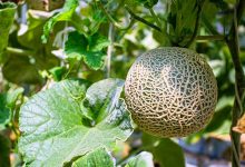 Photo of Muskmelon Farming Business in India – A Complete Guide