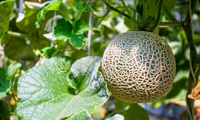 Photo of Muskmelon Farming Business in India – A Complete Guide