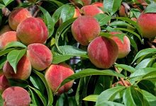 Photo of Peach Farming Business in India – A Complete Guide