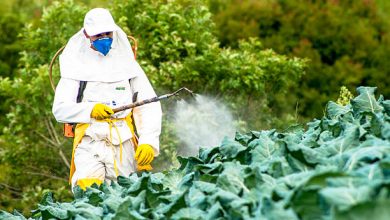 Photo of Solid Tips On Pest Control That Anyone Can Easily Understand