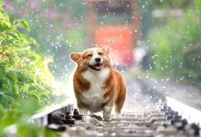 Photo of How does rain affect your Dog? Things to Remember