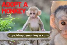 Photo of Adopt a monkey