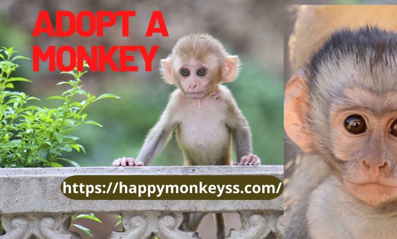 Photo of Adopt a monkey